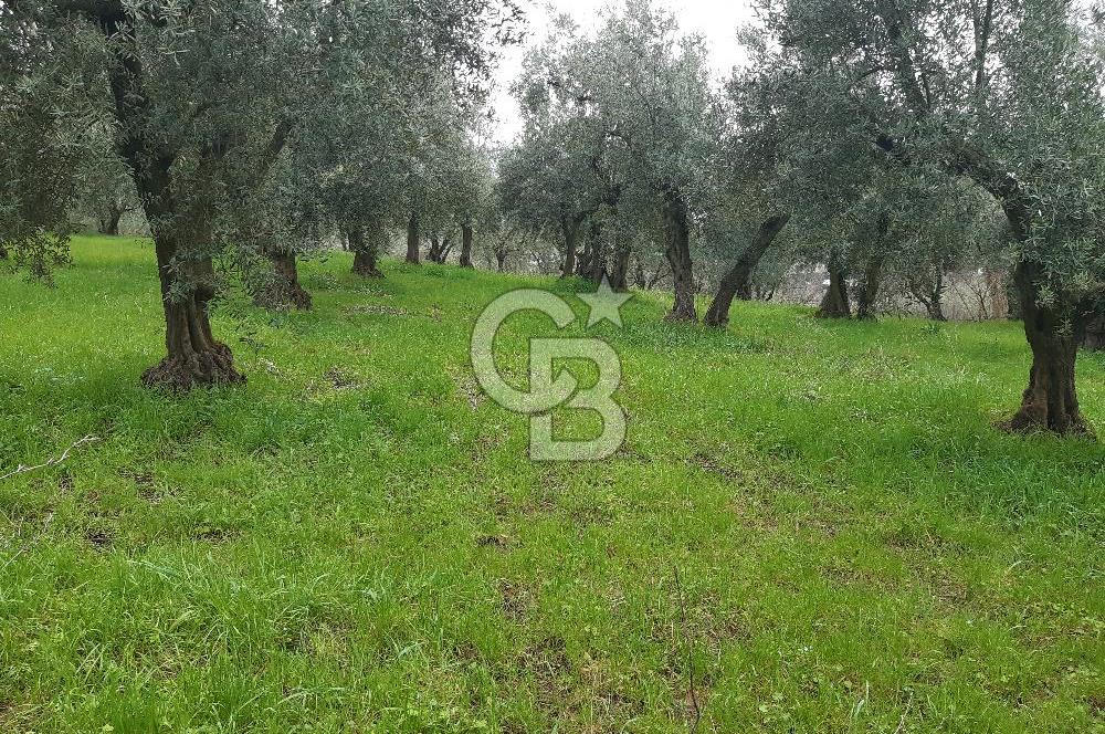 ORHANGAZİ HECELER GÖL MANZARALI 3.137 M2 SATILIK ZEYTİNLİK