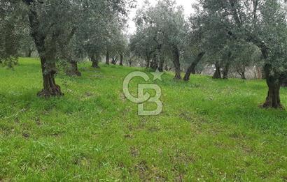 ORHANGAZİ HECELER GÖL MANZARALI 3.137 M2 SATILIK ZEYTİNLİK