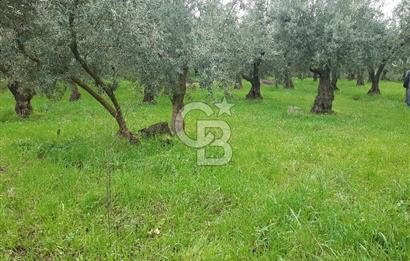 ORHANGAZİ HECELER GÖL MANZARALI 3.137 M2 SATILIK ZEYTİNLİK