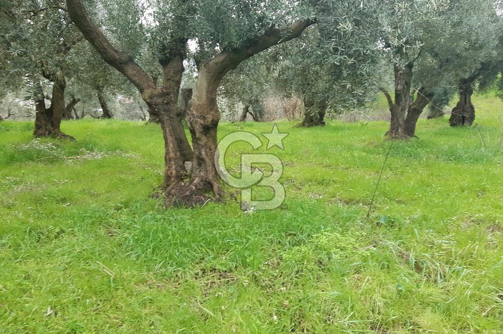 ORHANGAZİ HECELER GÖL MANZARALI 3.137 M2 SATILIK ZEYTİNLİK