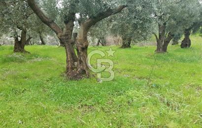 ORHANGAZİ HECELER GÖL MANZARALI 3.137 M2 SATILIK ZEYTİNLİK