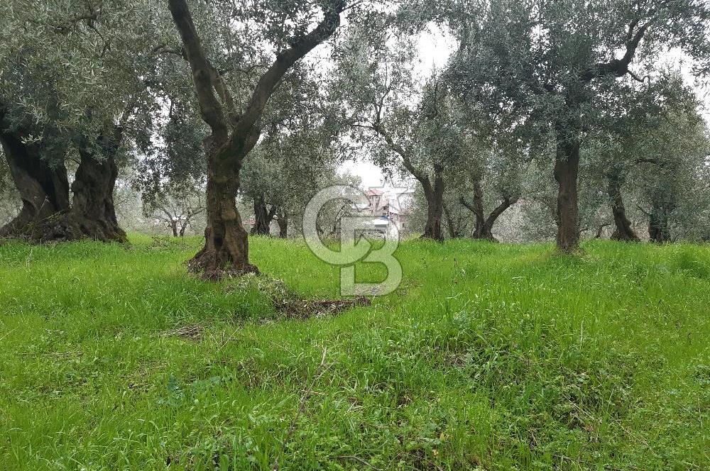 ORHANGAZİ HECELER GÖL MANZARALI 3.137 M2 SATILIK ZEYTİNLİK