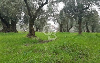 ORHANGAZİ HECELER GÖL MANZARALI 3.137 M2 SATILIK ZEYTİNLİK