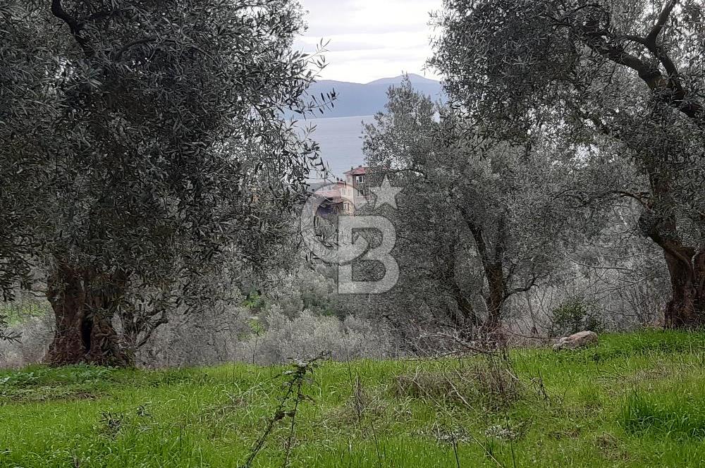 ORHANGAZİ HECELER GÖL MANZARALI 3.137 M2 SATILIK ZEYTİNLİK