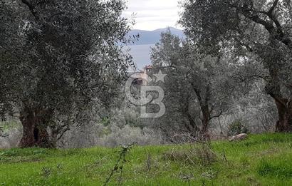 ORHANGAZİ HECELER GÖL MANZARALI 3.137 M2 SATILIK ZEYTİNLİK