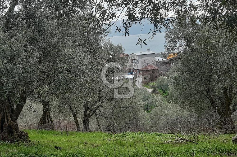 ORHANGAZİ HECELER GÖL MANZARALI 3.137 M2 SATILIK ZEYTİNLİK