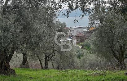 ORHANGAZİ HECELER GÖL MANZARALI 3.137 M2 SATILIK ZEYTİNLİK