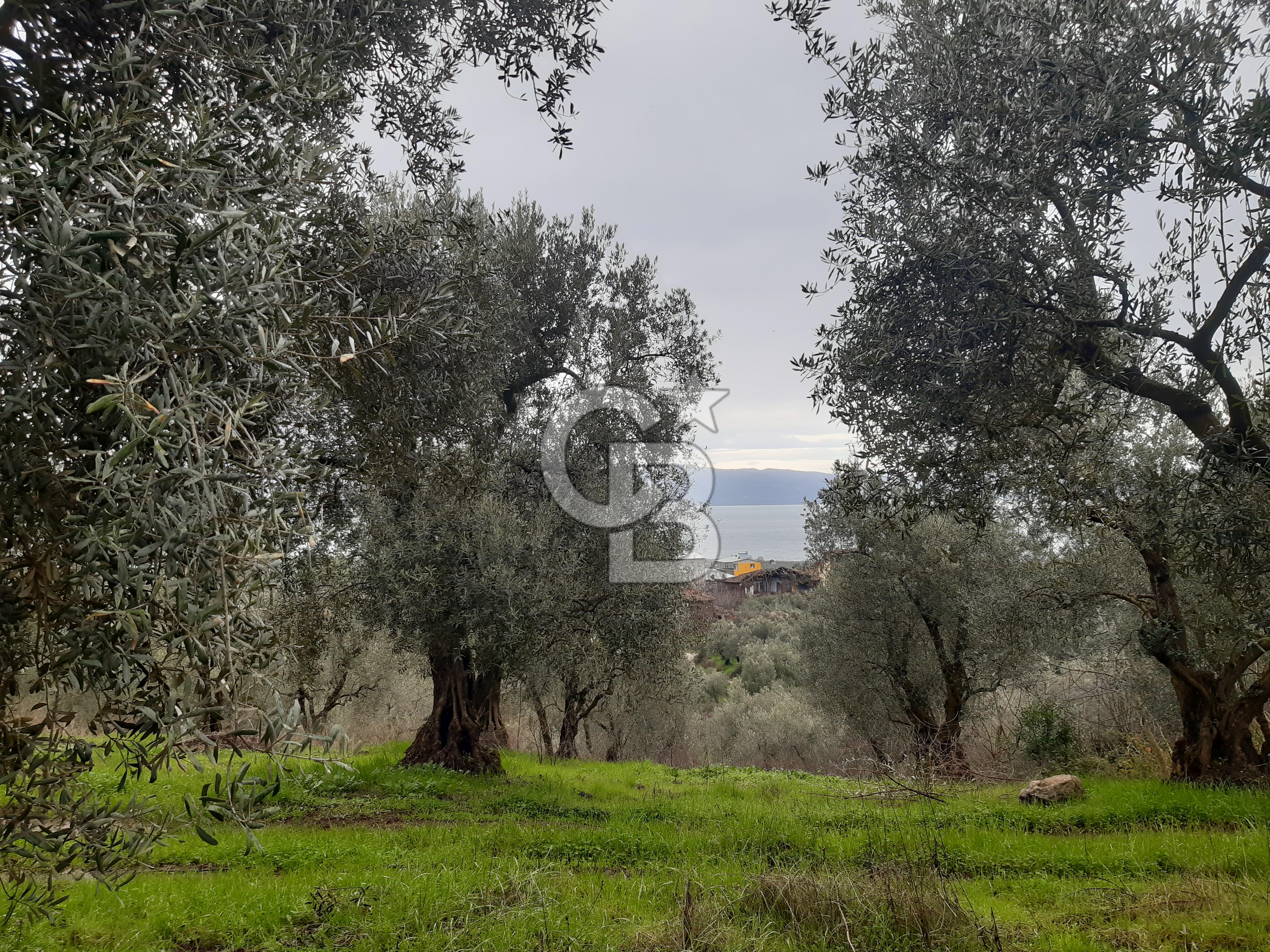 ORHANGAZİ HECELER GÖL MANZARALI 3.137 M2 SATILIK ZEYTİNLİK