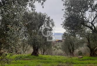 ORHANGAZİ HECELER GÖL MANZARALI 3.137 M2 SATILIK ZEYTİNLİK - 3 - 334534