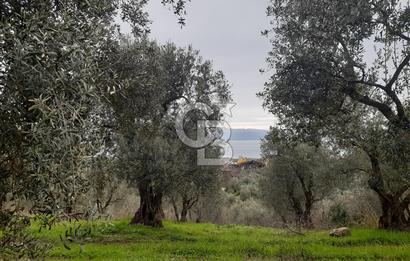 ORHANGAZİ HECELER GÖL MANZARALI 3.137 M2 SATILIK ZEYTİNLİK