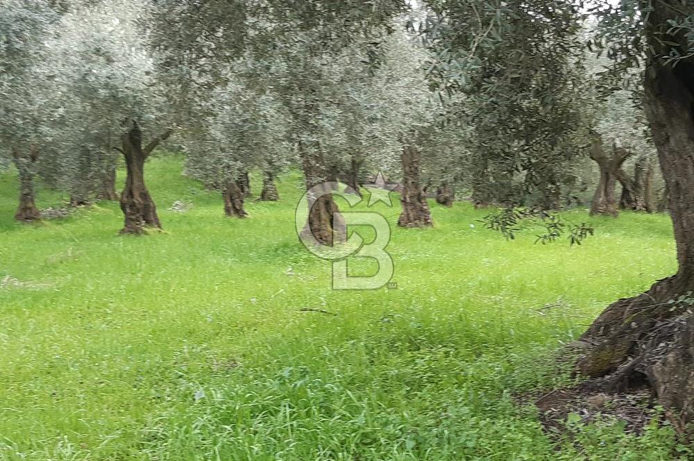 ORHANGAZİ HECELER GÖL MANZARALI 3.137 M2 SATILIK ZEYTİNLİK