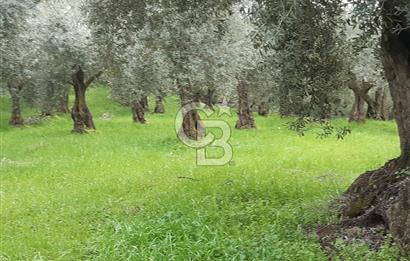 ORHANGAZİ HECELER GÖL MANZARALI 3.137 M2 SATILIK ZEYTİNLİK