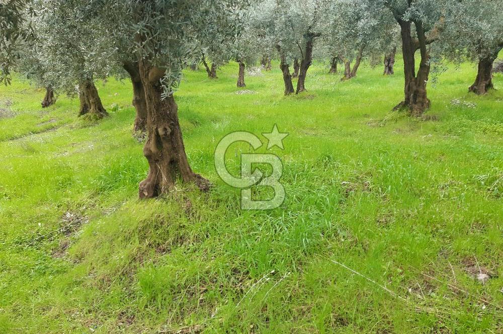 ORHANGAZİ HECELER GÖL MANZARALI 3.137 M2 SATILIK ZEYTİNLİK
