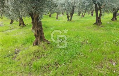 ORHANGAZİ HECELER GÖL MANZARALI 3.137 M2 SATILIK ZEYTİNLİK