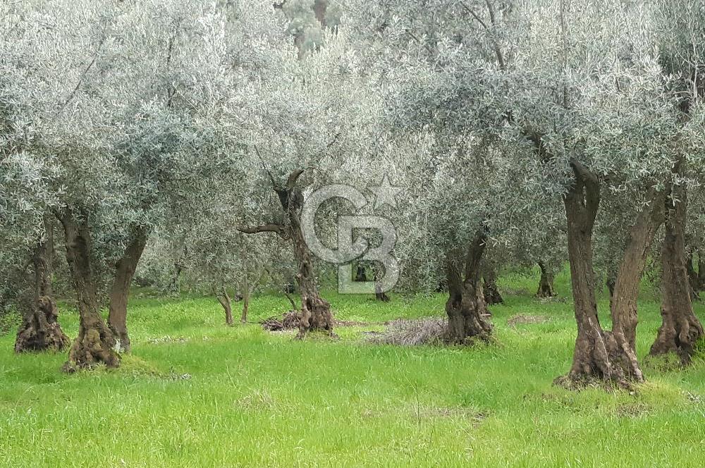 ORHANGAZİ HECELER GÖL MANZARALI 3.137 M2 SATILIK ZEYTİNLİK