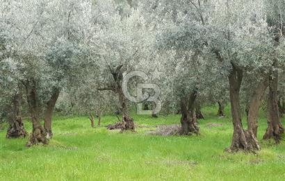 ORHANGAZİ HECELER GÖL MANZARALI 3.137 M2 SATILIK ZEYTİNLİK