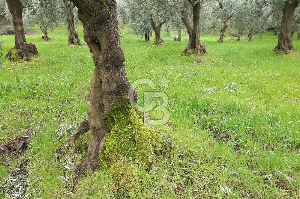 ORHANGAZİ HECELER GÖL MANZARALI 3.137 M2 SATILIK ZEYTİNLİK
