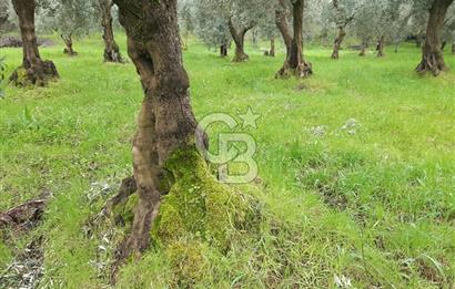 ORHANGAZİ HECELER GÖL MANZARALI 3.137 M2 SATILIK ZEYTİNLİK