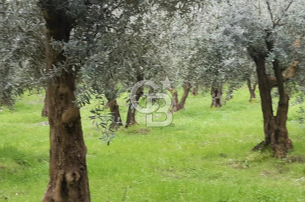 ORHANGAZİ HECELER GÖL MANZARALI 3.137 M2 SATILIK ZEYTİNLİK