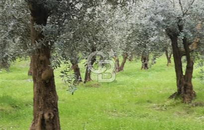 ORHANGAZİ HECELER GÖL MANZARALI 3.137 M2 SATILIK ZEYTİNLİK