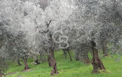 ORHANGAZİ HECELER GÖL MANZARALI 3.137 M2 SATILIK ZEYTİNLİK