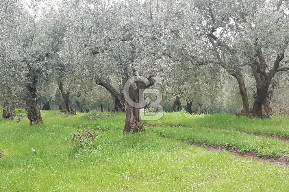 ORHANGAZİ HECELER GÖL MANZARALI 3.137 M2 SATILIK ZEYTİNLİK