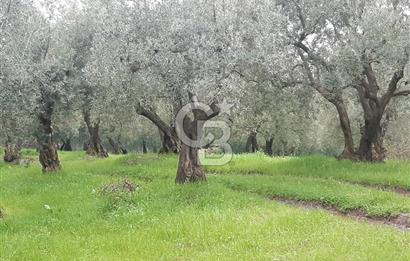 ORHANGAZİ HECELER GÖL MANZARALI 3.137 M2 SATILIK ZEYTİNLİK