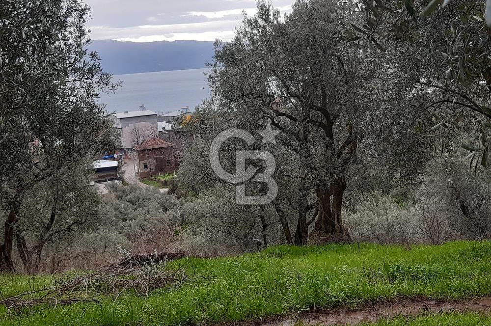 ORHANGAZİ HECELER GÖL MANZARALI 3.137 M2 SATILIK ZEYTİNLİK