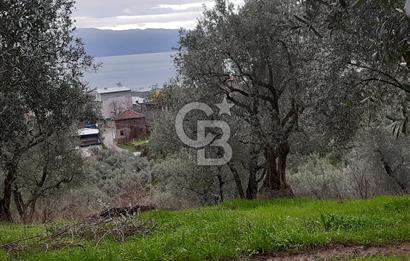 ORHANGAZİ HECELER GÖL MANZARALI 3.137 M2 SATILIK ZEYTİNLİK