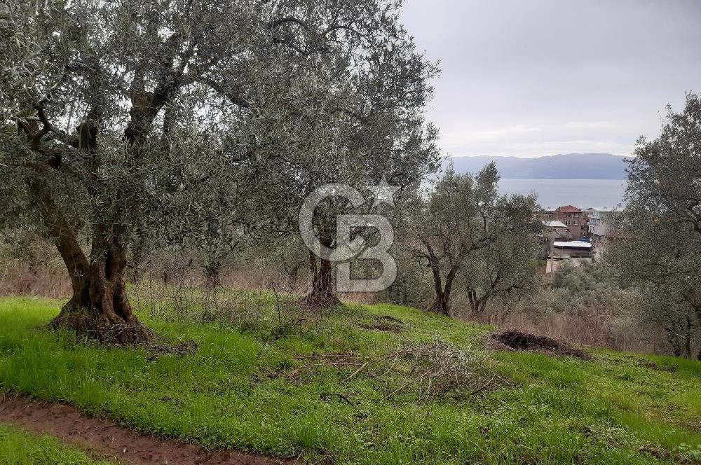 ORHANGAZİ HECELER GÖL MANZARALI 3.137 M2 SATILIK ZEYTİNLİK