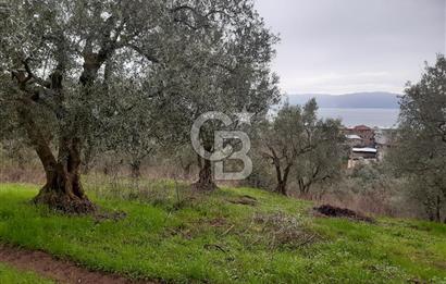 ORHANGAZİ HECELER GÖL MANZARALI 3.137 M2 SATILIK ZEYTİNLİK