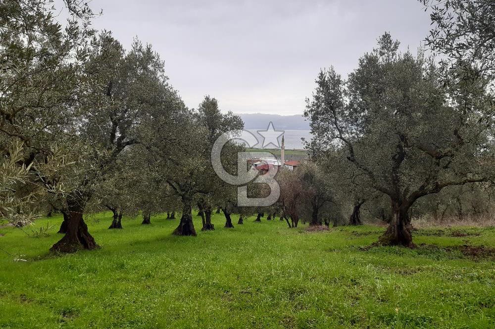 ORHANGAZİ HECELER GÖL MANZARALI 3.137 M2 SATILIK ZEYTİNLİK