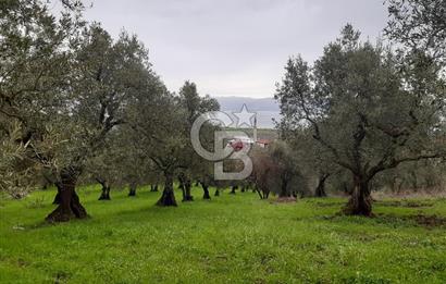 ORHANGAZİ HECELER GÖL MANZARALI 3.137 M2 SATILIK ZEYTİNLİK