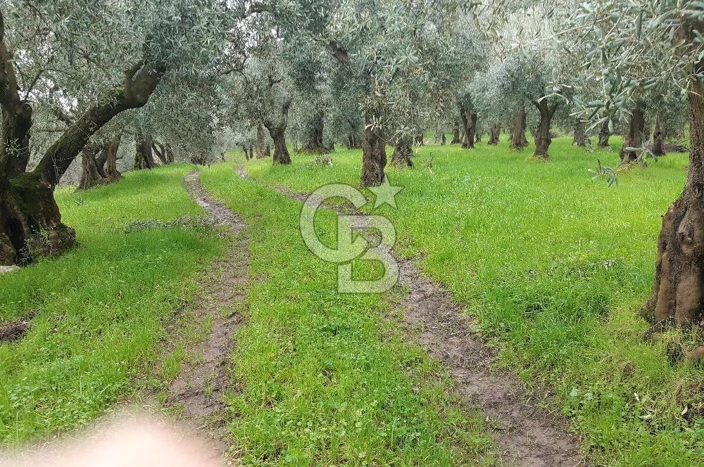 ORHANGAZİ HECELER GÖL MANZARALI 3.137 M2 SATILIK ZEYTİNLİK