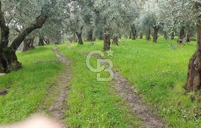 ORHANGAZİ HECELER GÖL MANZARALI 3.137 M2 SATILIK ZEYTİNLİK