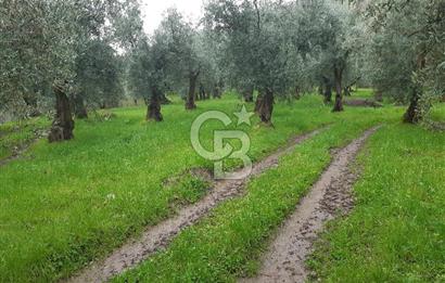 ORHANGAZİ HECELER GÖL MANZARALI 3.137 M2 SATILIK ZEYTİNLİK