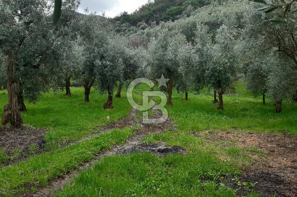 ORHANGAZİ HECELER GÖL MANZARALI 3.137 M2 SATILIK ZEYTİNLİK