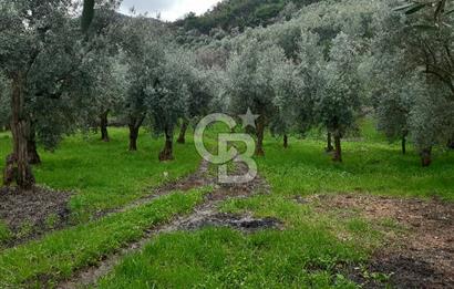 ORHANGAZİ HECELER GÖL MANZARALI 3.137 M2 SATILIK ZEYTİNLİK