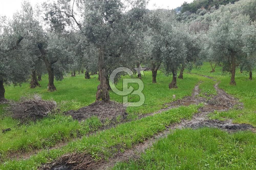ORHANGAZİ HECELER GÖL MANZARALI 3.137 M2 SATILIK ZEYTİNLİK