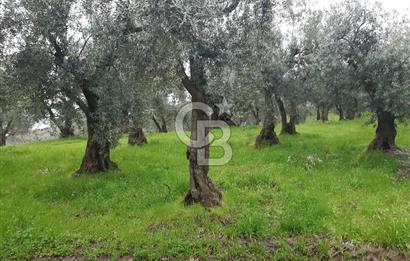 ORHANGAZİ HECELER GÖL MANZARALI 3.137 M2 SATILIK ZEYTİNLİK