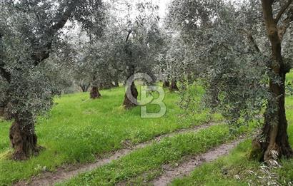 ORHANGAZİ HECELER GÖL MANZARALI 3.137 M2 SATILIK ZEYTİNLİK