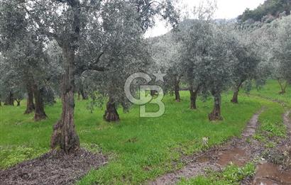 ORHANGAZİ HECELER GÖL MANZARALI 3.137 M2 SATILIK ZEYTİNLİK