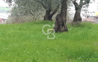 ORHANGAZİ HECELER GÖL MANZARALI 3.137 M2 SATILIK ZEYTİNLİK