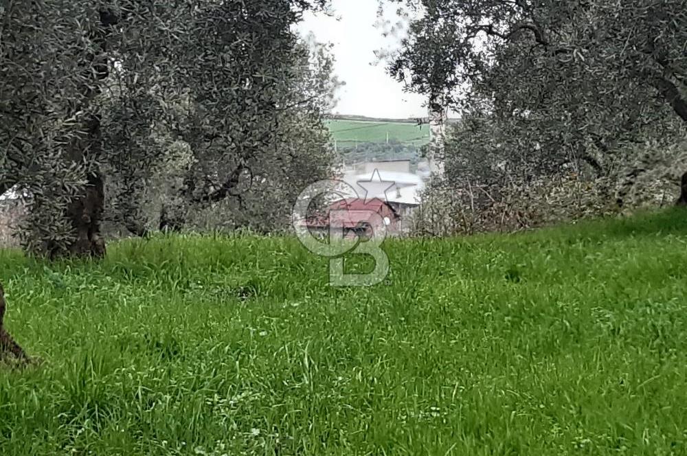 ORHANGAZİ HECELER GÖL MANZARALI 3.137 M2 SATILIK ZEYTİNLİK