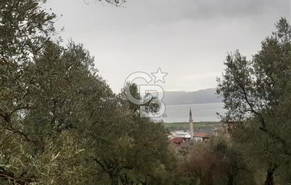 ORHANGAZİ HECELER GÖL MANZARALI 3.137 M2 SATILIK ZEYTİNLİK