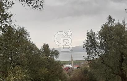 ORHANGAZİ HECELER GÖL MANZARALI 3.137 M2 SATILIK ZEYTİNLİK