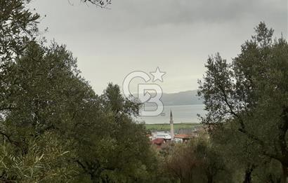 ORHANGAZİ HECELER GÖL MANZARALI 3.137 M2 SATILIK ZEYTİNLİK