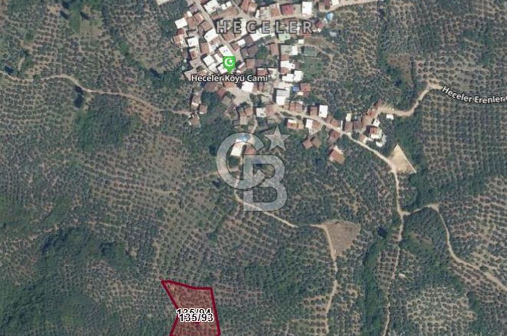 ORHANGAZİ HECELER GÖL MANZARALI 3.137 M2 SATILIK ZEYTİNLİK