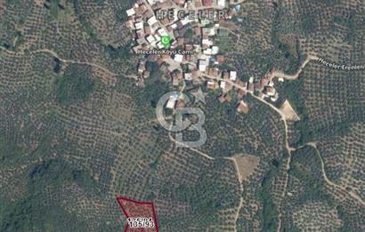 ORHANGAZİ HECELER GÖL MANZARALI 3.137 M2 SATILIK ZEYTİNLİK