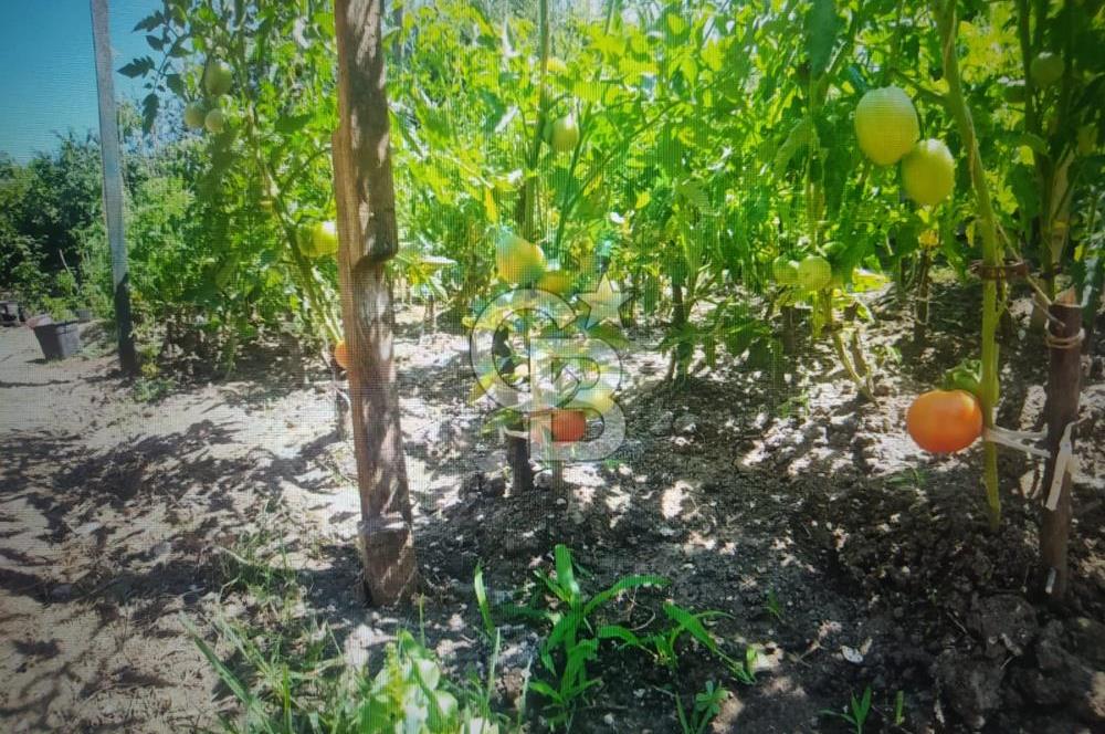 ÇINARCIK KORU, ALTINKORU VİLLARINDA SATILIK 3 + 1 İKİZ VİLLA